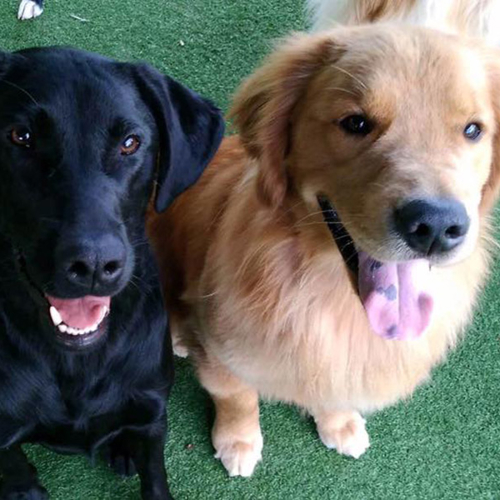 Two happy dogs sit next to each other on some turf